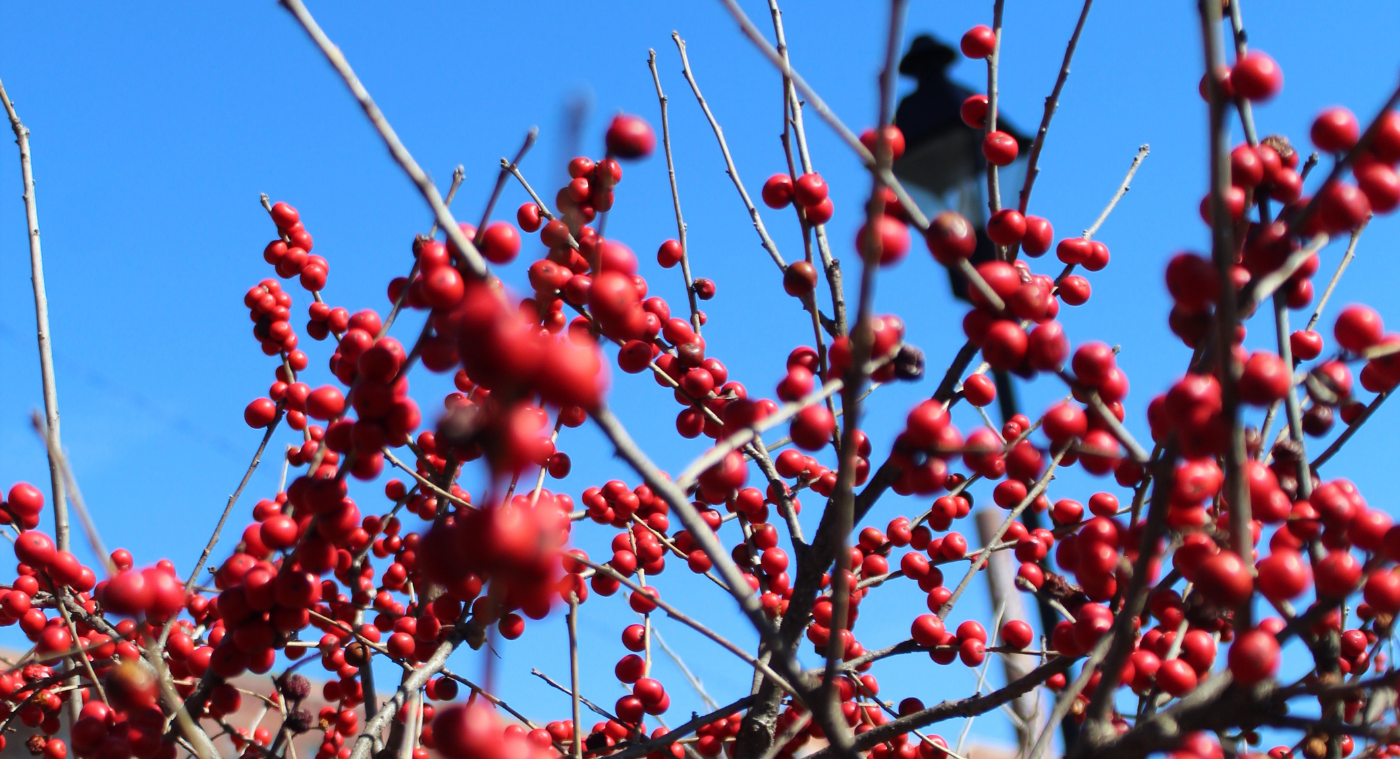 Capital Trees is growing….more than trees - ThePhilVA