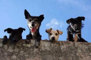 Four dogs - three black and one white - look over the edge of a wall down to camera.