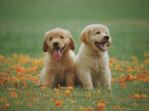 Two yellow labrador puppies in a field.