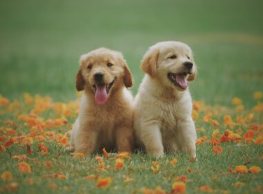 Two yellow labrador puppies in a field.