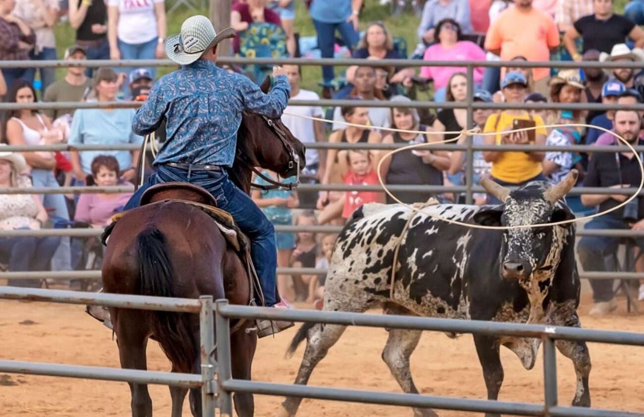 Cowboy on horse, cow with lasso around neck.