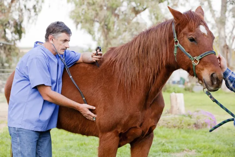 doctor with horse