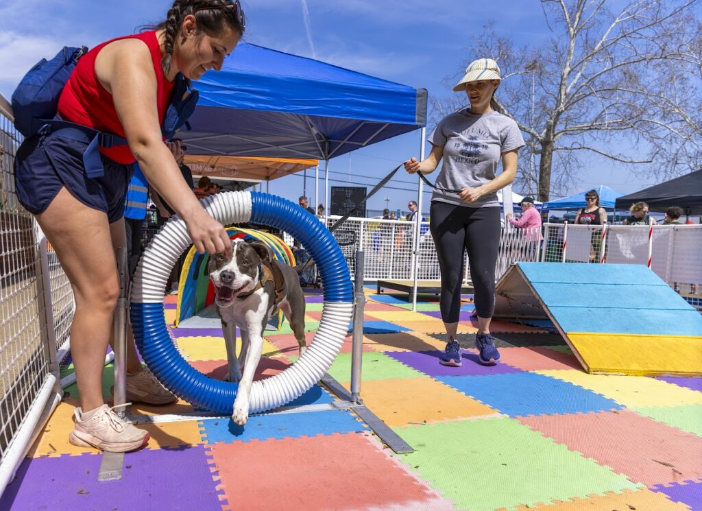Dog goes through obstacle course at the Richmond SPCA's Dog Jog