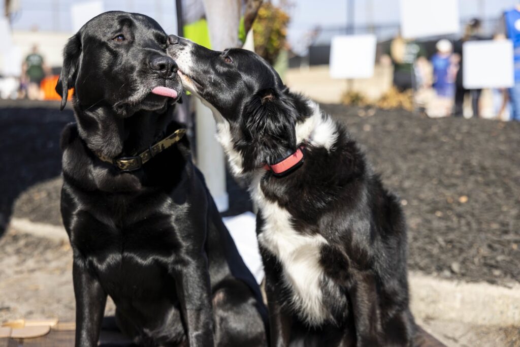 Dog licks other dog at the Richmond SPCA's Dog Jog